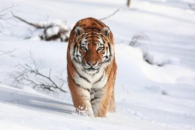 Как в Приморье уже 10 лет спасают амурских тигров? - PrimaMedia.ru