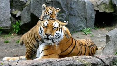 Число амурских тигров в нацпарке в Приморье стало самым большим в мире -  РИА Новости, 28.07.2023
