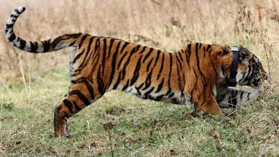Численность амурских тигров рассчитывают увеличить до 700 особей – Москва  24, 05.09.2019