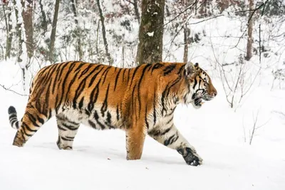 Амурский тигр: фото, описание, сколько осталось, где обитает в России, вес,  питание