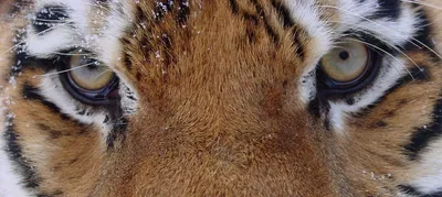 Сбежавшего амурского тигра разыскивают в Крыму — 23.11.2023 — В России на  РЕН ТВ