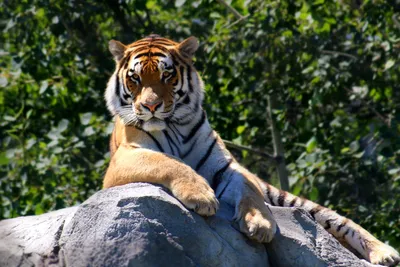 Тигр: жизнь в дикой природе» — создано в Шедевруме