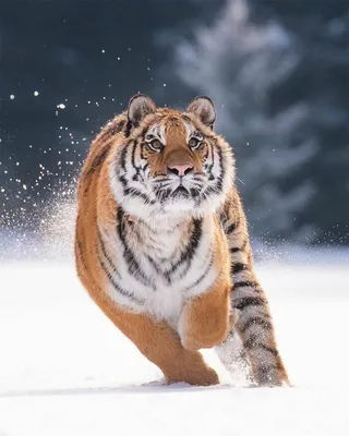 Тигр в мире, России, Верхнебуреинском районе | Государственный природный  заповедник \"Буреинский\"