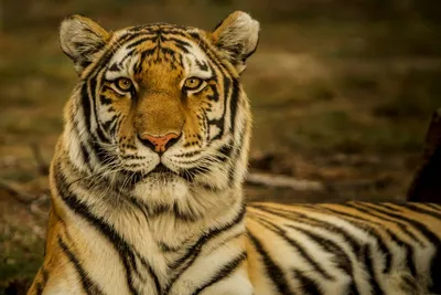 Посмотрите на эту кроху: амурский тигренок родился в зоопарке Еревана –  видео - 12.06.2023, Sputnik Беларусь