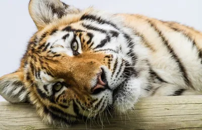 Хозяин тайги. Амурский тигр в цифрах и фактах | Природа | Общество |  Аргументы и Факты