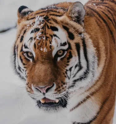 Амурский тигр — самая большая дикая кошка