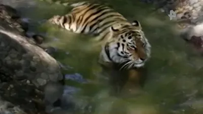 Видео: один день из жизни амурского тигра. Новости - cахалинский  зооботанический парк.