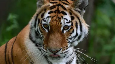 Лучшей фотографией дикой природы стал снимок амурского тигра из Приморья
