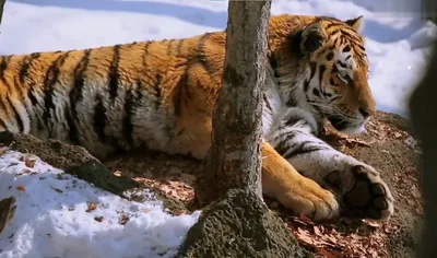 Тигр в природе - красивые фото