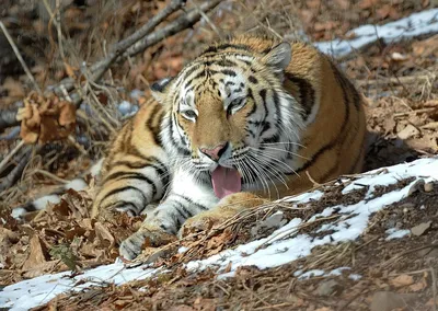 Популяция амурского тигра на Дальнем Востоке достигла 650 особей - РИА  Новости, 28.07.2022