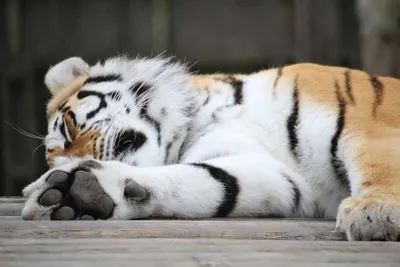 Прооперированный тигр с титановым имплантом в лапе сможет вернуться в дикую  природу // Новости НТВ