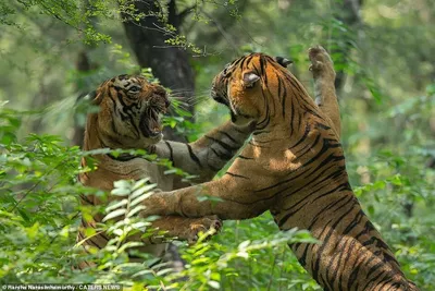 Тигры в дикой природе (54 фото) - 54 фото