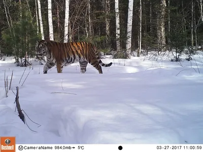 Путин поблагодарил ученых, защищающих амурского тигра на Дальнем Востоке