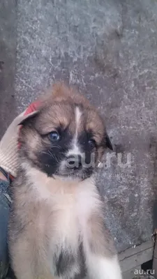 щенки китайской хохлатой собаки, Вся Беларусь, 84825