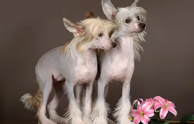 Стрижка китайских хохлатых собак в груминг салоне «АРТЕМОНофф»