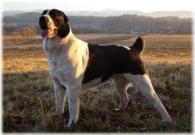Китайская хохлатая собака: все о собаке, фото, описание породы, характер,  цена