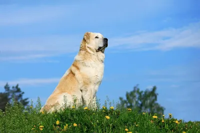 Красивые Alabai Центральной Азии Овчарка Собаки — стоковые фотографии и  другие картинки Алабай - Алабай, Без людей, Большой - iStock