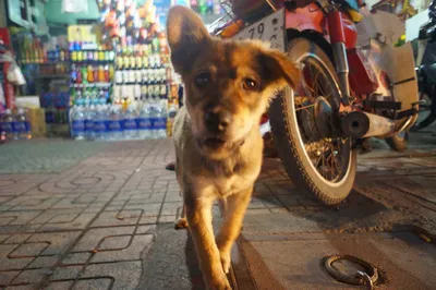 Отличные щенки китайской хохлатой собаки! - Сайт vostok-premier!