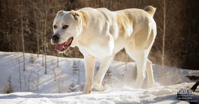 Портрет белой центральной азиатской собаки чабана Стоковое Изображение -  изображение насчитывающей затишье, трава: 123880411