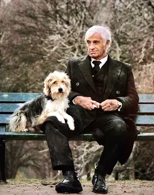 Фото бельмондо с собакой фотографии