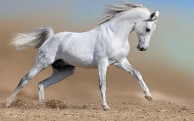 Фото белого коня 