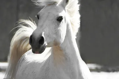 Самые известные мифы мира о белых лошадях