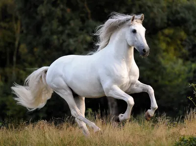 Портрет белого коня :: Ольга (crim41evp) – Социальная сеть ФотоКто