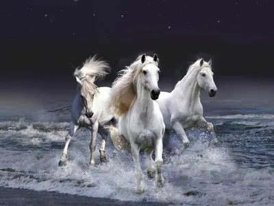 Купить картину: Савелий Камский - Портрет белого коня, Москва | Артхив