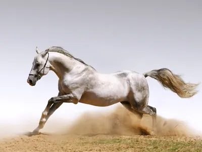 Изображение белого коня бегущего по степи, подымая столбы пыли. Животный  мир. Купить в Краснодарском крае: Новороссийске, Геленджике