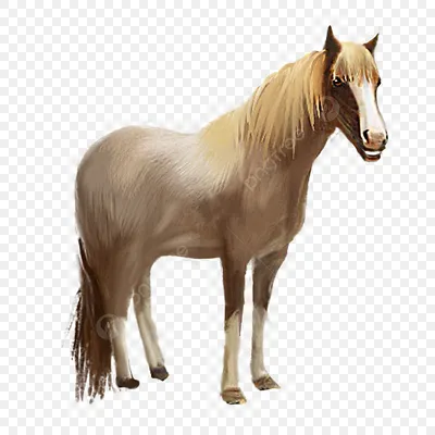 фэнтези-единорог из белого коня изобразил фаст-лошадиный арабский пони  жеребец величественный пуребровый кобыль Иллюстрация штока - иллюстрации  насчитывающей чистоплемено, ферма: 269667152