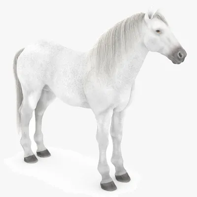 Фото Животных Профиль Портрет Белого Коня. Фотография, картинки,  изображения и сток-фотография без роялти. Image 43621761