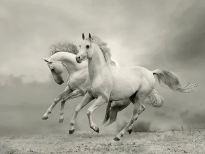 Купить картина стразами \"Грезы белого коня\" (АЖ-1387), цены на Мегамаркет |  Артикул: 100025523837