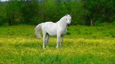 Голова белого коня на чёрном фоне…» — создано в Шедевруме