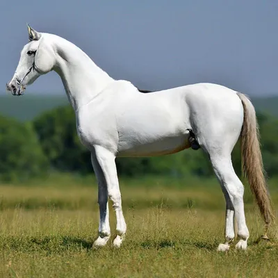 портрет красивого белого коня с плетеной гривой и всадником, который  выступает на соревнованиях по переодеванию и Стоковое Изображение -  изображение насчитывающей лошади, природа: 225331697