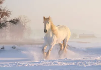 Фотообои Два белых коня на стену. Купить фотообои Два белых коня в  интернет-магазине WallArt