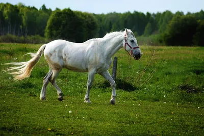 История коня в фольклоре: вам белого или рыжего? | Языковедьма | Дзен