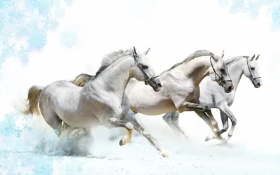 Глаз Белого Коня — стоковые фотографии и другие картинки Без людей - Без  людей, Белая лошадь, Белый - iStock