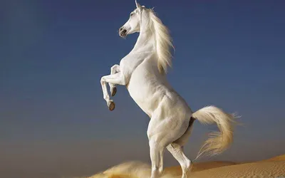 Три белых коня купить в интернет-магазине Ярмарка Мастеров по цене 10200 ₽  – IHIVNRU | Картины, Нижний Новгород - доставка по России