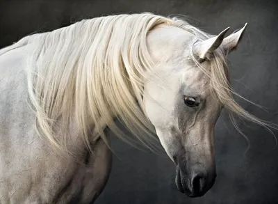 Трафарет Черно Белого Коня Векторное изображение ©s4rt4 348068148