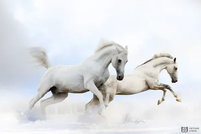 Близкое лицо красивого белого коня на ферме Стоковое Изображение -  изображение насчитывающей любимчик, красивейшее: 163145113