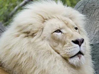 В Ростовском зоопарке появился белый лев — Городской репортер —  Ростов-на-Дону