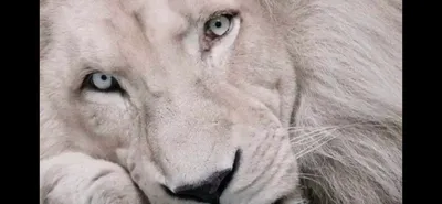 Белые львы и тигры: Их называют альбиносами, но это не альбиносы. Так в чём  причина белого цвета? | Пикабу