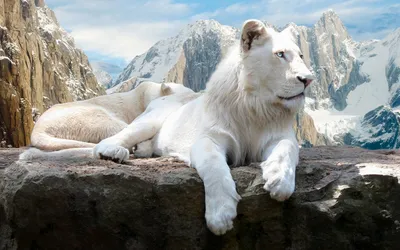 А знаете ли вы ? «Интересные факты: что нужно знать про белого льва» |  «Живая Планета» | Дзен