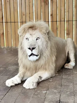 Белые львы в природе - 71 фото