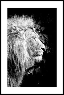 Белый лев картинки - 77 фото
