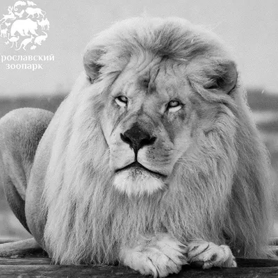 Белый лев — живая легенда африканских преданий — Solbisco