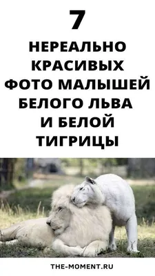Белый лев стоковое фото. изображение насчитывающей угрожано - 162622890