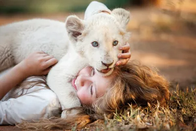 Алмазная живопись с изображением белого льва и дикой природы | AliExpress