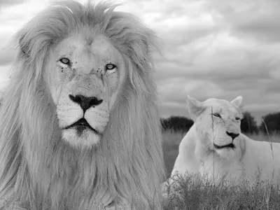 Фото белого льва фотографии