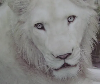 На кончике носа белого льва сидит …» — создано в Шедевруме